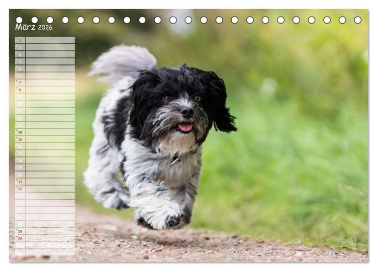Produktbild: Spa&szlig; mit Havanesern (Tischkalender 2026 DIN A5 quer), CALVENDO Monatskalender