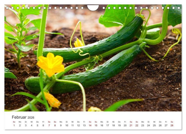 Produktbild: Frisches aus dem Gem&uuml;segarten (Wandkalender 2026 DIN A4 quer), CALVENDO Monatskalender
