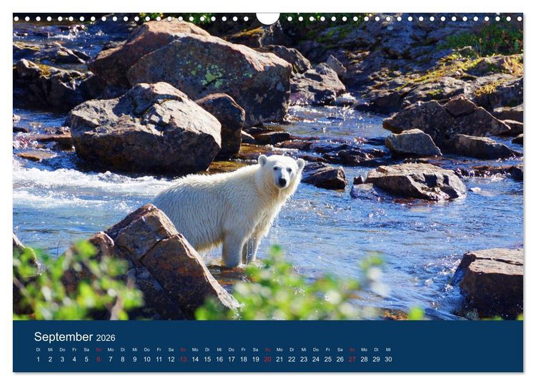 Produktbild: Das Leben der etwas "anderen" Eisb&auml;ren! (Wandkalender 2026 DIN A3 quer), CALVENDO Monatskalender