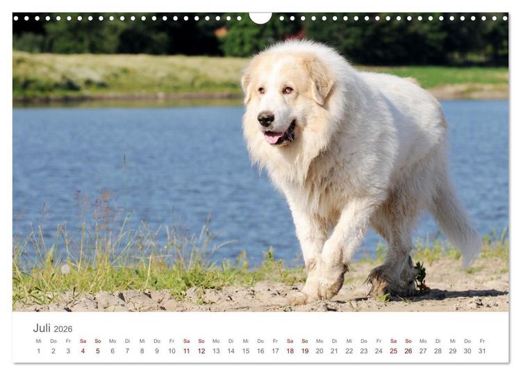 Produktbild: Pyren&auml;enberghunde (Wandkalender 2026 DIN A3 quer), CALVENDO Monatskalender