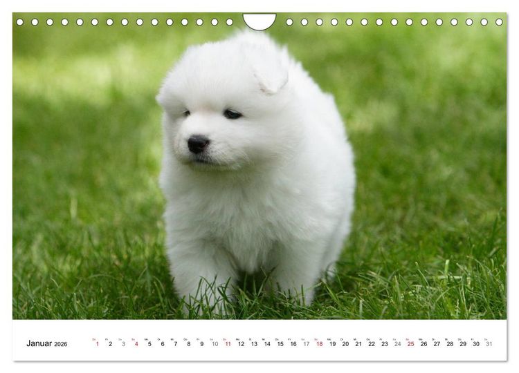 Produktbild: Samojeden Welpen (Wandkalender 2026 DIN A4 quer), CALVENDO Monatskalender