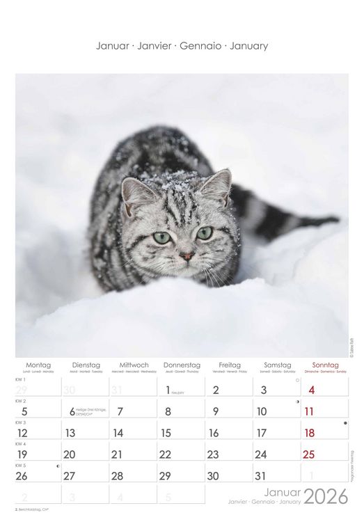 Katzen 2026 - Bildkalender 23,7x34 cm - Kalender mit Platz für Notizen - mit vielen Zusatzinformationen - Cats - Wandkalender - Alpha Edition