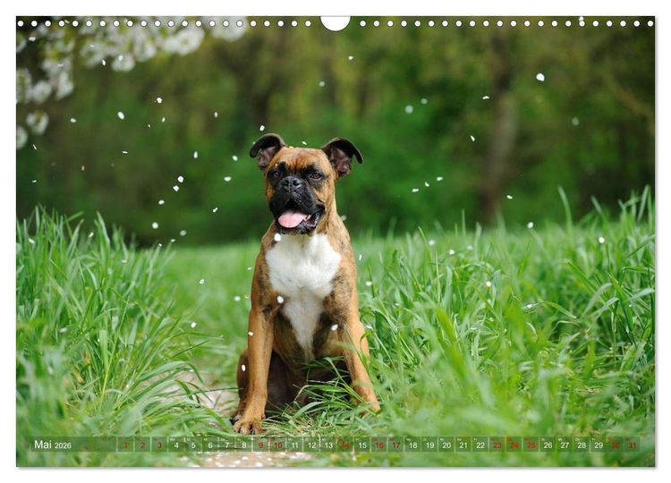 Produktbild: Gut - besser - Boxer (Wandkalender 2026 DIN A3 quer), CALVENDO Monatskalender