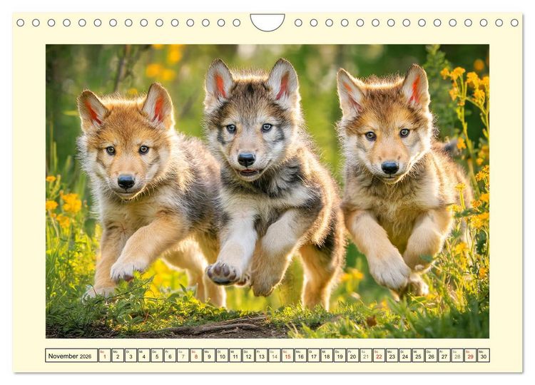 Produktbild: Herzschlag der Wildnis. W&ouml;lfe zwischen Legende, Freiheit und Anmut (Wandkalender 2026 DIN A4 quer), CALVENDO Monatskalender