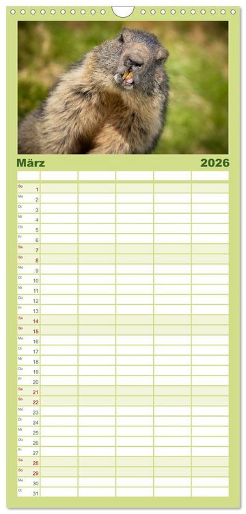 Produktbild: Familienplaner 2026 - Alpenmurmeltiere - Stars vor der Kamera mit 5 Spalten (Wandkalender, 21 x 45 cm) CALVENDO