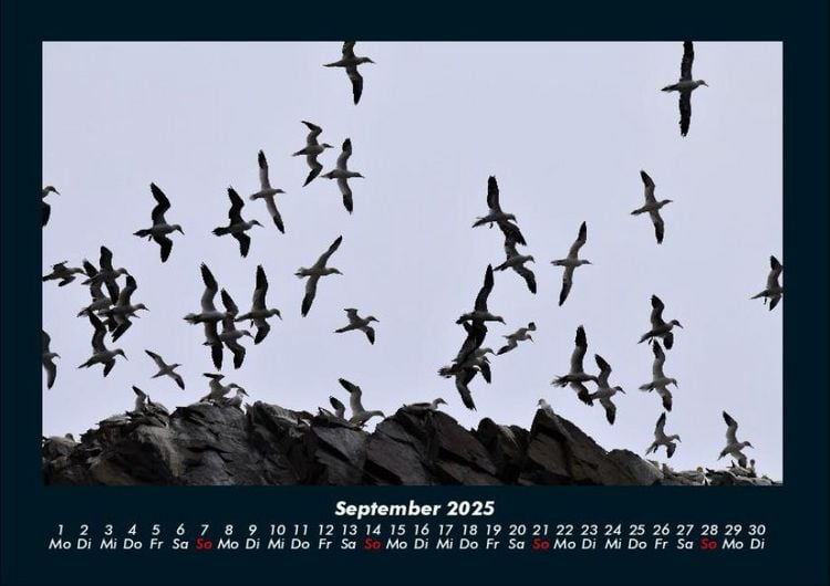 Produktbild: Vogelparadies 2025 Fotokalender DIN A4