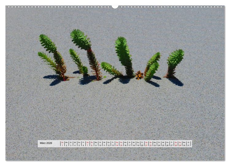 Produktbild: organische Strukturen Abstrakte Formen der Natur (Wandkalender 2026 DIN A2 quer), CALVENDO Monatskalender