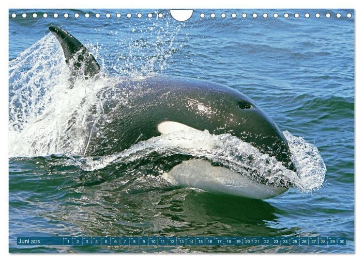Produktbild: Orcas: Schwarz-wei&szlig;e Giganten (Wandkalender 2026 DIN A4 quer), CALVENDO Monatskalender