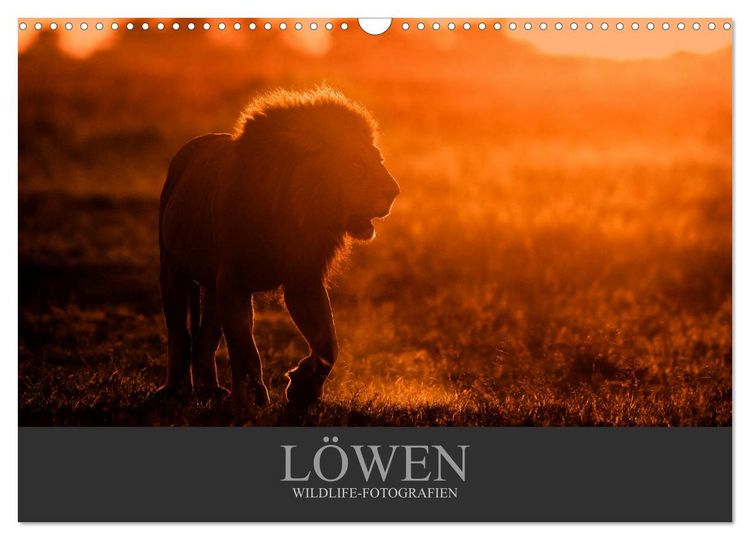 Produktbild: L&ouml;wen Wildlife-Fotografien (Wandkalender 2026 DIN A3 quer), CALVENDO Monatskalender