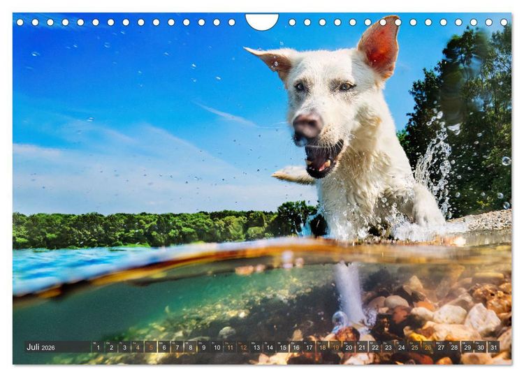 Produktbild: bunte Tierfotografie an Land und im Wasser (Wandkalender 2026 DIN A4 quer), CALVENDO Monatskalender