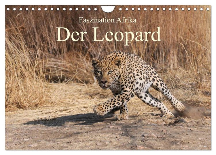 Produktbild: Faszination Afrika: Der Leopard (Wandkalender 2026 DIN A4 quer), CALVENDO Monatskalender