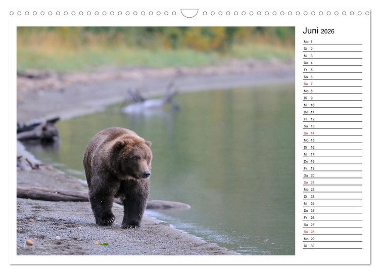 Produktbild: Alaskas Tierwelt - Paradies im Norden (Wandkalender 2026 DIN A3 quer), CALVENDO Monatskalender