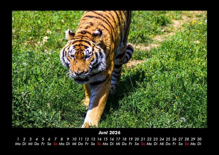 Produktbild: Tiger 2026 Fotokalender DIN A3