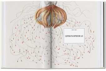 Produktbild: The Art and Science of Ernst Haeckel