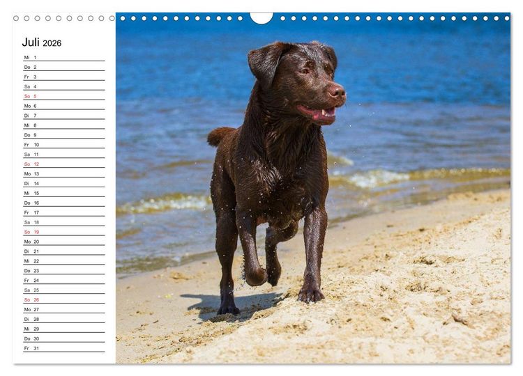 Produktbild: Labrador Retriever - Freunde f&uuml;r&acute;s Leben (Wandkalender 2026 DIN A3 quer), CALVENDO Monatskalender