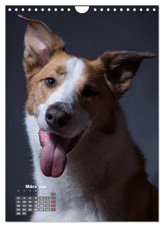 Produktbild: Treue Wegbegleiter, Hunde im Portrait. (Wandkalender 2026 DIN A4 hoch), CALVENDO Monatskalender