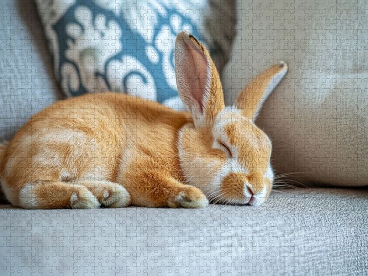 Produktbild: CALVENDO Puzzle Couch Kaninchen im Schlaf | 1000 Teile Lege-Gr&ouml;&szlig;e 64x48cm Foto-Puzzle f&uuml;r gl&uuml;ckliche Stunden
