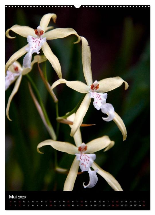 Produktbild: Faszination Orchideen (Wandkalender 2026 DIN A2 hoch), CALVENDO Monatskalender
