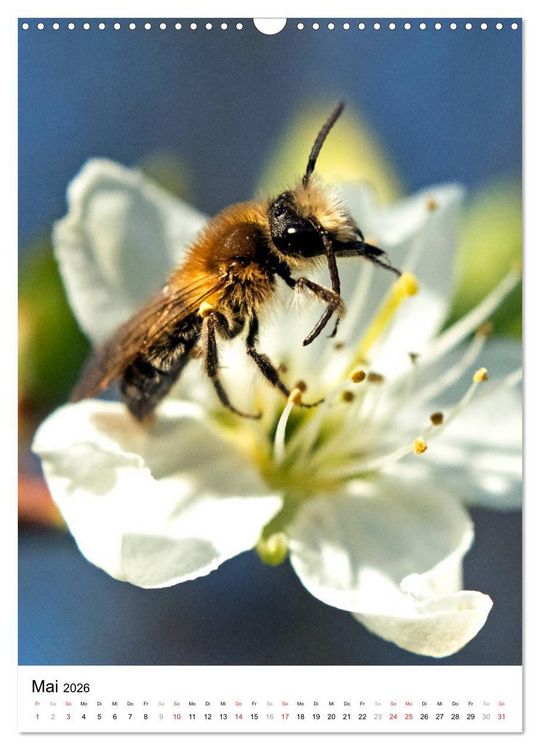 Produktbild: BIENEN - Kleine N&uuml;tzlinge ganz nah (Wandkalender 2026 DIN A3 hoch), CALVENDO Monatskalender