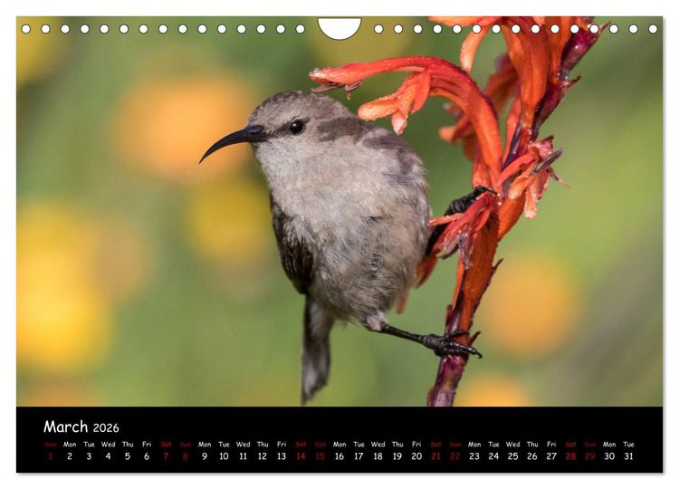 Produktbild: Birds of South Africa (Wall Calendar 2026 DIN A4 landscape), CALVENDO 12 Month Wall Calendar