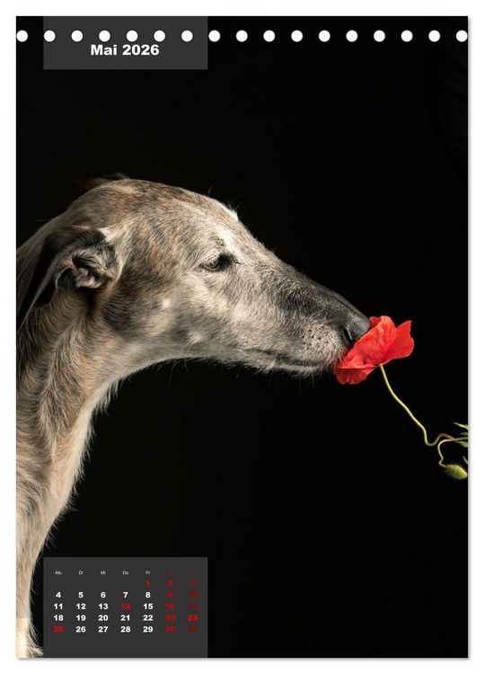 Produktbild: UNDERDOG - Windhundportraits (Tischkalender 2026 DIN A5 hoch), CALVENDO Monatskalender
