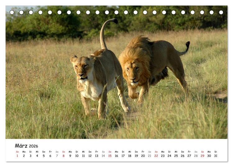 Produktbild: L&ouml;wen Impressionen (Tischkalender 2026 DIN A5 quer), CALVENDO Monatskalender