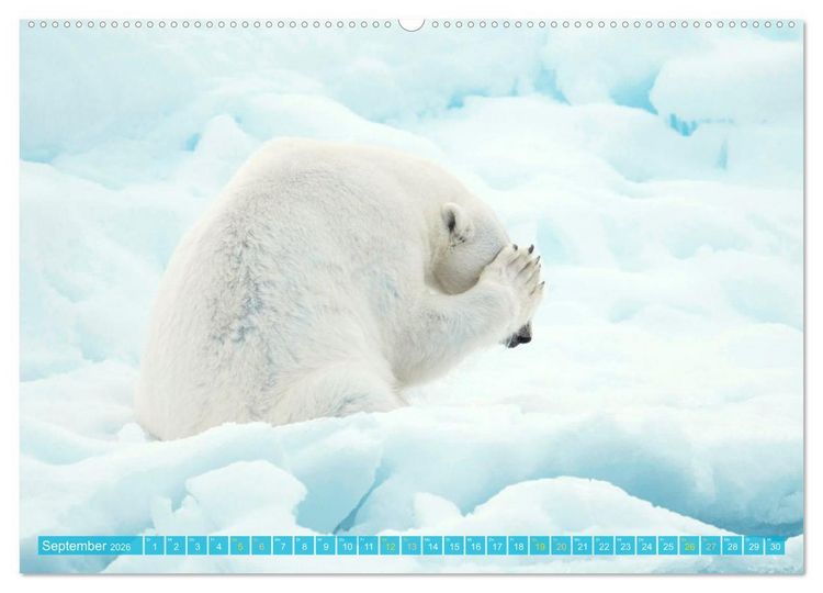 Produktbild: Eisb&auml;ren: Lebensk&uuml;nstler im Eis (hochwertiger Premium Wandkalender 2026 DIN A2 quer), Kunstdruck in Hochglanz