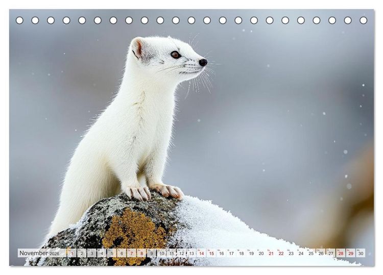 Produktbild: ARKTISCHE TIERE Im Reich der K&auml;lte (Tischkalender 2026 DIN A5 quer), CALVENDO Monatskalender