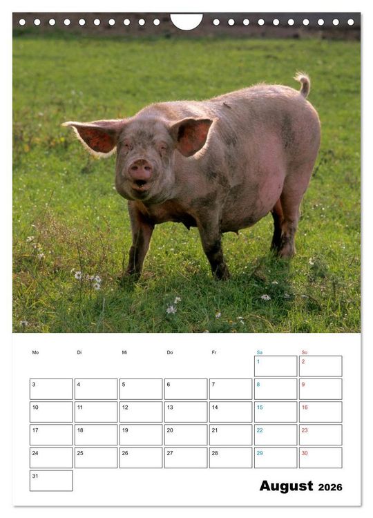 Produktbild: Schweine 2026 (Wandkalender 2026 DIN A4 hoch), CALVENDO Monatskalender