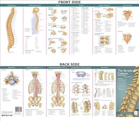 Produktbild: Company, A: Anatomical Chart Company's Illustrated Pocket An