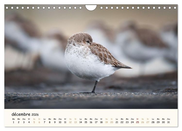 Produktbild: Chuchotements d'ailes - Une ann&eacute;e dans l'intimit&eacute; des oiseaux (Calendrier mural 2026 DIN A4 vertical), CALVENDO calendrier mensuel