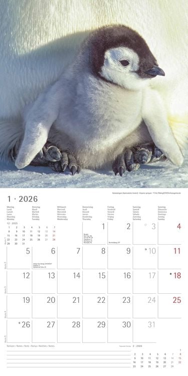Produktbild: Tierbabys 2026 - Broschürenkalender 30x30 cm (30x60 geöffnet) - Kalender mit Platz für Notizen - Baby Animals - Bildkalender - Wandplaner - Alpha Edit