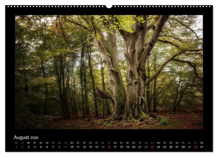 Produktbild: M&auml;rchenhafter Reinhardswald und Urwald Sababurg (hochwertiger Premium Wandkalender 2026 DIN A2 quer), Kunstdruck in Hochglanz