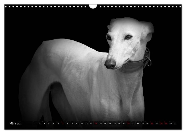 Produktbild: Galgo Espa&ntilde;ol - der spanische Windhund 2027 (Wandkalender 2027 DIN A3 quer), CALVENDO Monatskalender