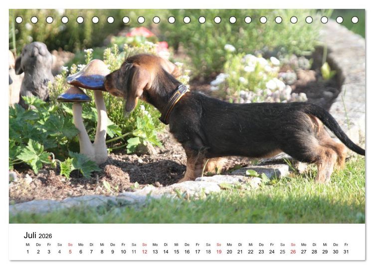Produktbild: Ein Dackelkind blickt zur&uuml;ck (Tischkalender 2026 DIN A5 quer), CALVENDO Monatskalender