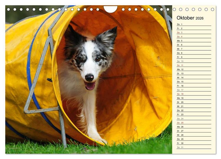 Produktbild: Border Collie 2026 (Wandkalender 2026 DIN A4 quer), CALVENDO Monatskalender