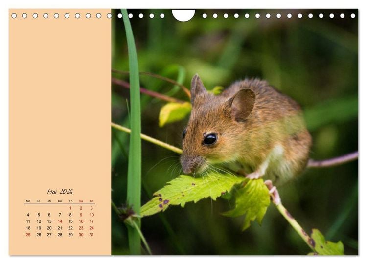 Produktbild: Mausige Zeiten! Putzige Gesellen mit Knopfaugen (Wandkalender 2026 DIN A4 quer), CALVENDO Monatskalender