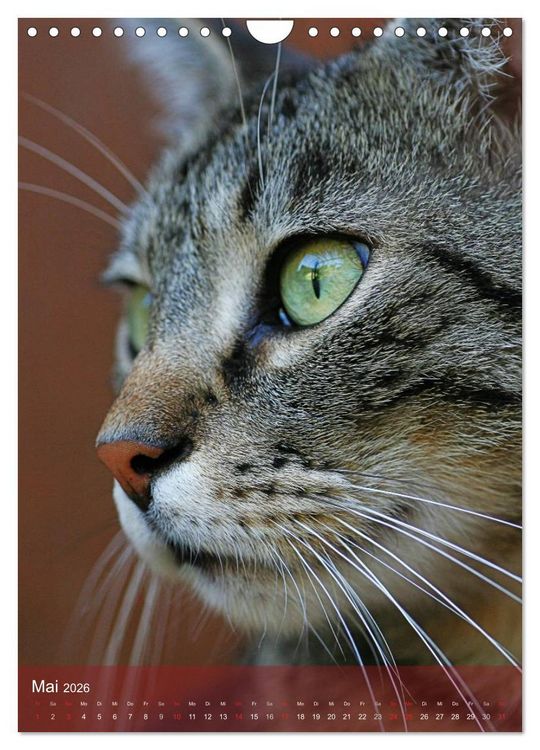 Produktbild: KATZEN AUGEN BLICKE (Wandkalender 2026 DIN A4 hoch), CALVENDO Monatskalender