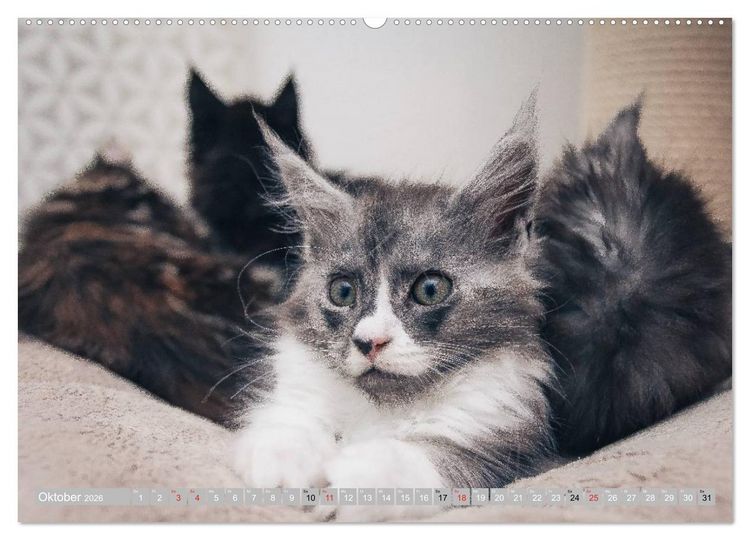 Produktbild: Katzen Pers&ouml;nlichkeiten 2026 (hochwertiger Premium Wandkalender 2026 DIN A2 quer), Kunstdruck in Hochglanz