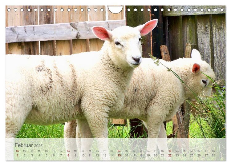 Produktbild: Salzwiesen, Schafe und Watt - Westerhever, ein Naturparadies an der Nordsee (Wandkalender 2026 DIN A4 quer), CALVENDO Monatskalender