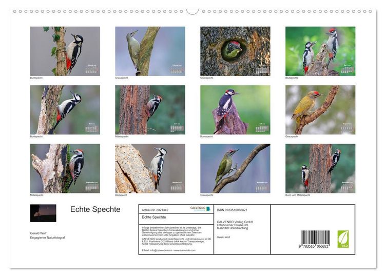 Produktbild: Echte Spechte (hochwertiger Premium Wandkalender 2026 DIN A2 quer), Kunstdruck in Hochglanz