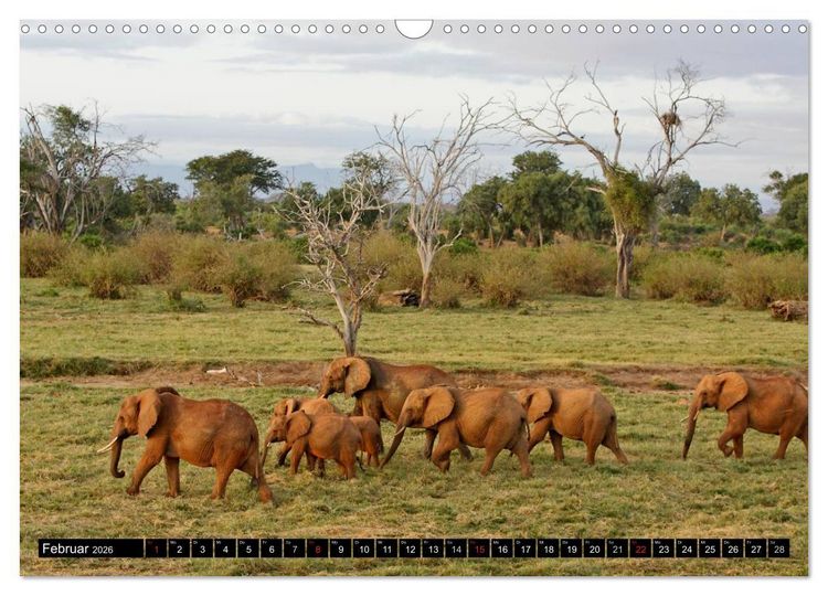 Produktbild: Magie des Augenblicks - Elefanten - Afrikas sanfte Riesen (Wandkalender 2026 DIN A3 quer), CALVENDO Monatskalender