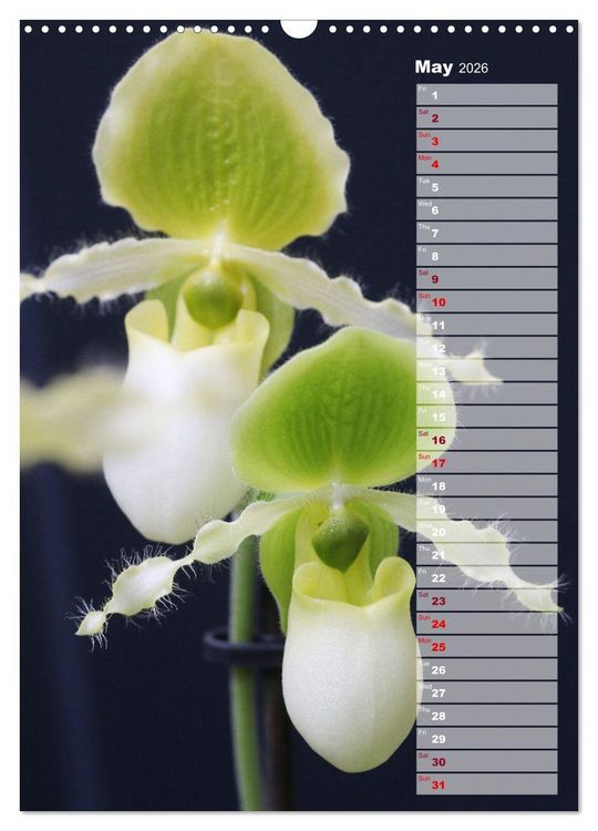 Produktbild: Orchids - Infinite Variety (Wall Calendar 2026 DIN A3 portrait), CALVENDO 12 Month Wall Calendar
