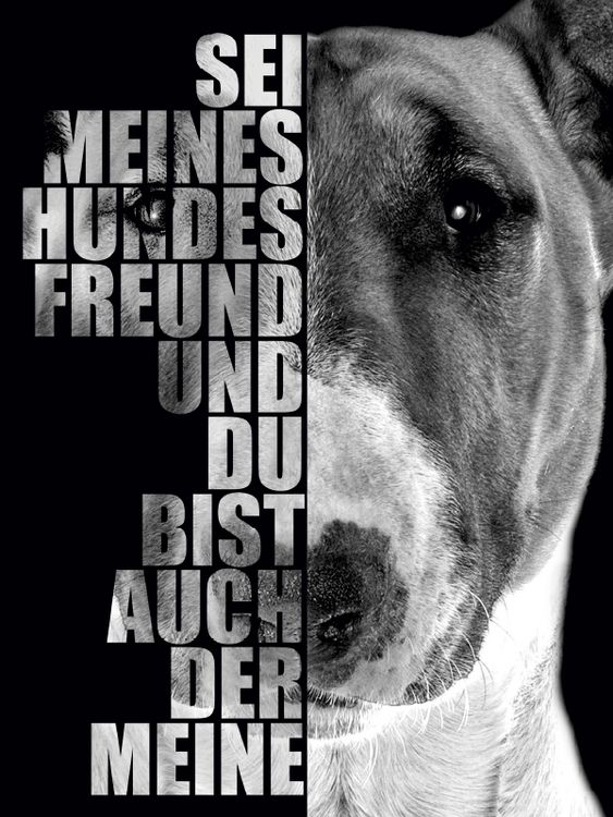 Produktbild: CALVENDO Puzzle Bullterrier 1000 Teile Puzzle hoch | 1000 Teile Lege-Gr&ouml;&szlig;e 64 &times; 48 cm Foto-Puzzle f&uuml;r gl&uuml;ckliche Stunden