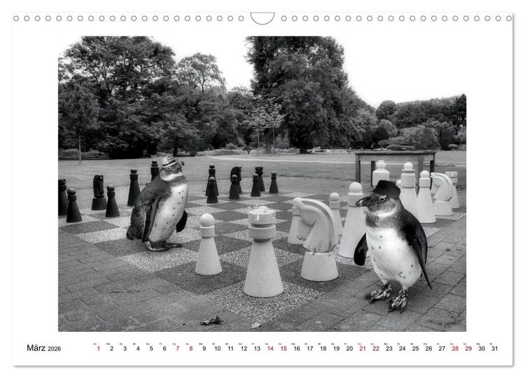 Produktbild: Pinguine privat (Wandkalender 2026 DIN A3 quer), CALVENDO Monatskalender