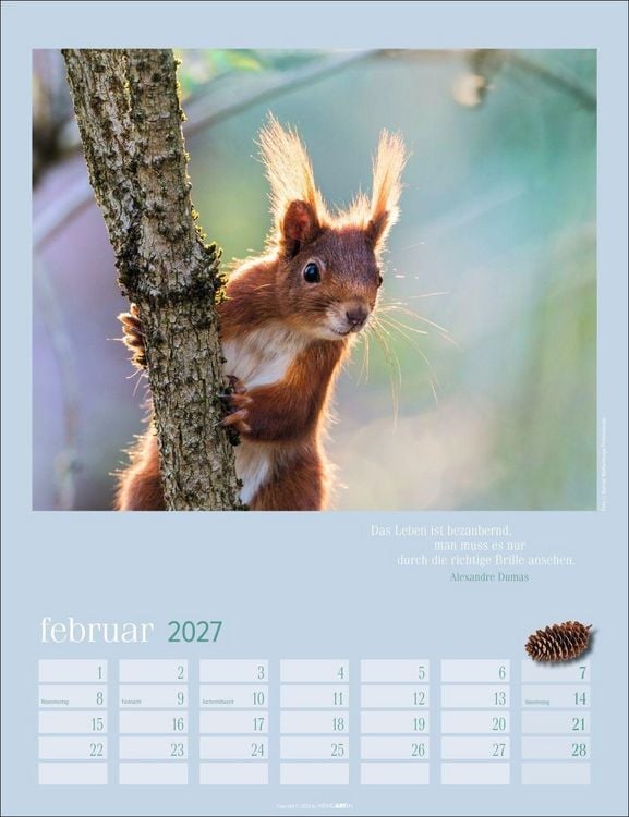 Produktbild: Eichh&ouml;rnchen Kalender 2027
