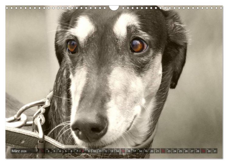 Produktbild: Windhunde eye-catcher (Wandkalender 2026 DIN A3 quer), CALVENDO Monatskalender