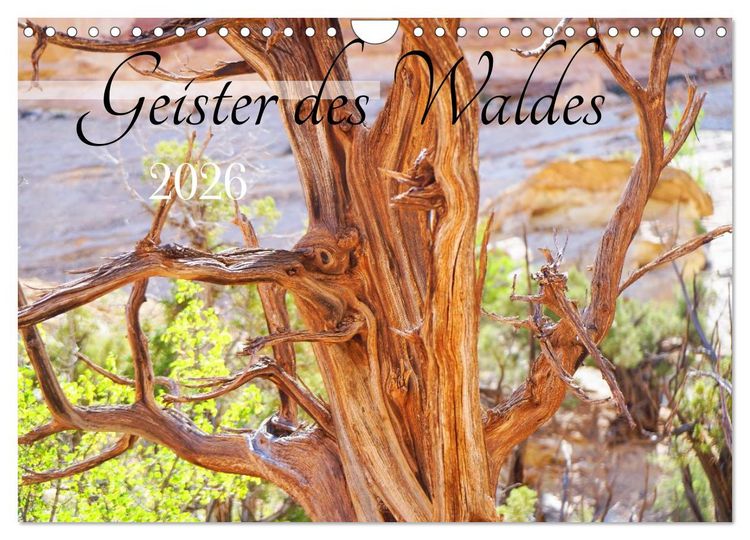 Produktbild: Geisterb&auml;ume (Wandkalender 2026 DIN A4 quer), CALVENDO Monatskalender