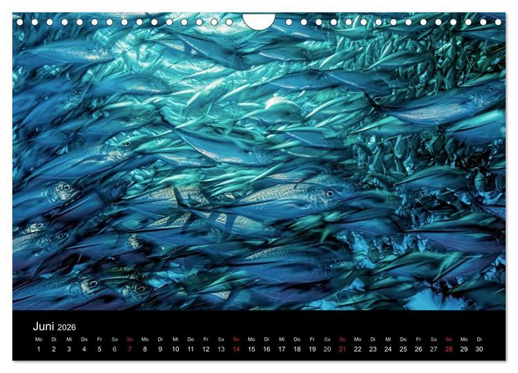 Produktbild: Fischschw&auml;rme (Wandkalender 2026 DIN A4 quer), CALVENDO Monatskalender