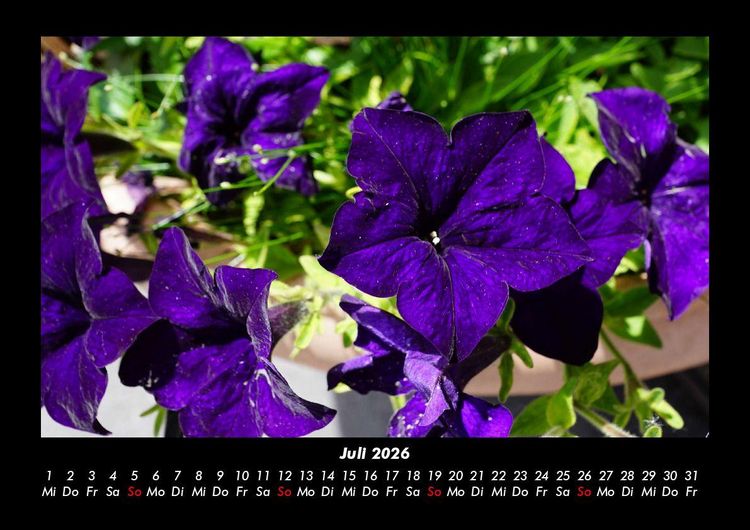 Produktbild: Blumenzauber 2026 Fotokalender DIN A3